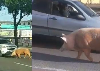 Vídeos: porco enorme passeia nas ruas de Manaus e diverte população: ‘resolveu dar uma volta’