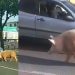Vídeos: porco enorme passeia nas ruas de Manaus e diverte população: ‘resolveu dar uma volta’