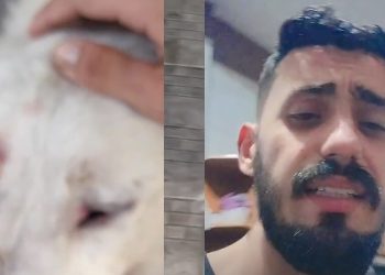 Vídeo forte: Pitbull invade casa em Manaus e estraçalha cara de cachorro da família