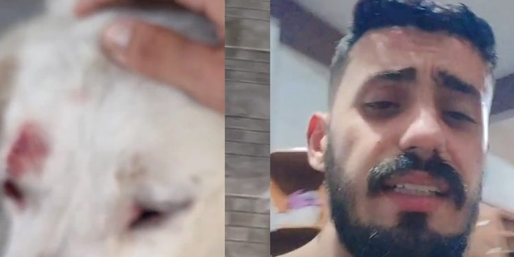 Vídeo forte: Pitbull invade casa em Manaus e estraçalha cara de cachorro da família