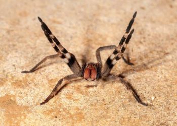 Criança de três anos sobrevive a picada da aranha mais venenosa do mundo