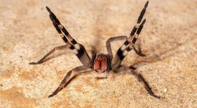 Criança de três anos sobrevive a picada da aranha mais venenosa do mundo