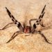 Criança de três anos sobrevive a picada da aranha mais venenosa do mundo