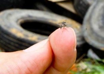 Amazonas tem sua primeira morte por dengue desde o novo surto