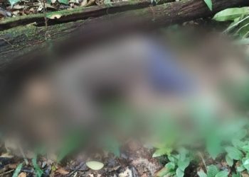 Homem com traje militar é encontrado morto na AM-010