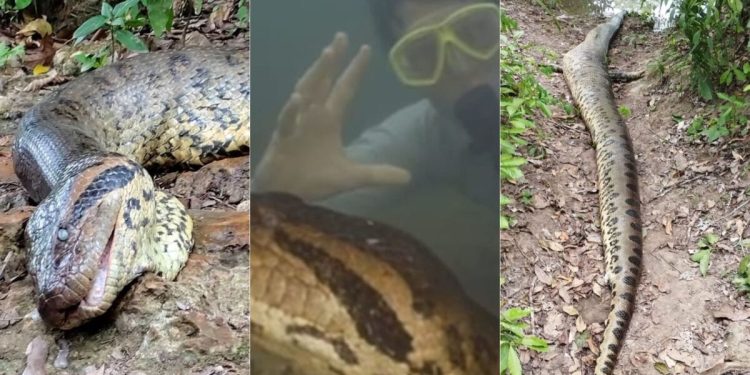 Cobra mais famosa de Bonito e com 7 metros pode ter sido morta com tiro; veja