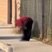 Vídeo forte: homem é preso comendo perna decepada de vítima atropelada na rua