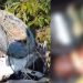 Vídeo urgente: motorista em alta velocidade bate e morre na Av. das Flores