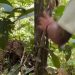 Vídeo: turistas se desesperam ao ficarem de frente com onça-pintada na Amazônia