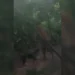 Homem é preso após abusar sexu@lm3nte de cachorro