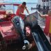 Homem se desequilibra, cai no Rio Negro e morre no Centro de Manaus