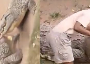 Vídeo: jacaré de 4,5 metros abocanha as bolas de tratador dentro de parque temático