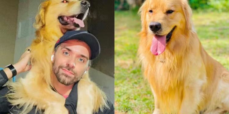 ‘Joca’, cachorro de 5 anos morre ao ser levado pela Gol ao Ceará em vez de MT