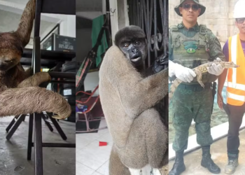 Dois animais silvestres são resgatados na zona Urbana de Manaus