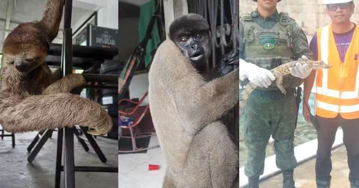 Dois animais silvestres são resgatados na zona Urbana de Manaus
