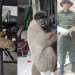 Dois animais silvestres são resgatados na zona Urbana de Manaus