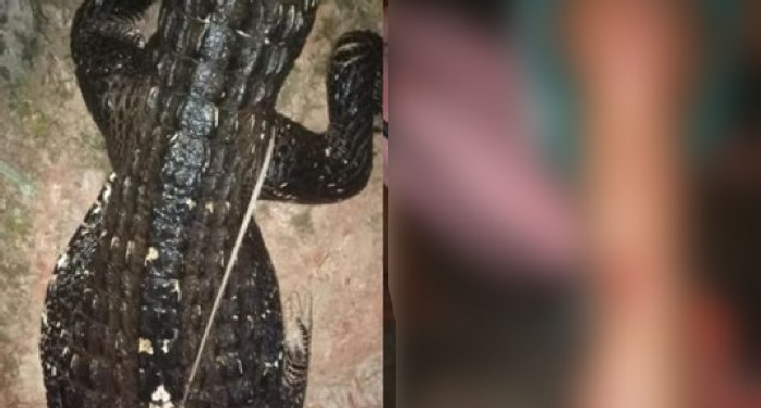 Jacaré ataca homem que se banhava no interior do AM e o pior quase acontece; veja