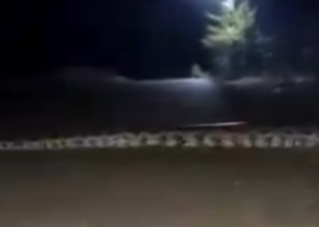 Dando uma ‘voltinha’, sucuri maceta de 7 metros é vista em estrada no interior do AM; Veja