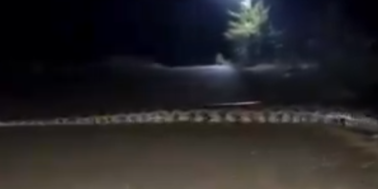 Dando uma ‘voltinha’, sucuri maceta de 7 metros é vista em estrada no interior do AM; Veja