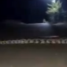 Dando uma ‘voltinha’, sucuri maceta de 7 metros é vista em estrada no interior do AM; Veja