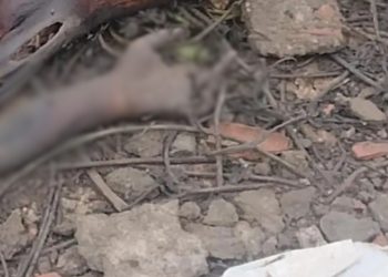 Corpo em estado avançado de decomposição é achado no Distrito Industrial