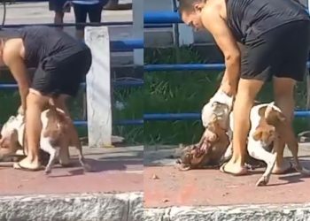 Dono de pitbull é xingado após animal cravar os dentes no pescoço de cãozinho: “filho da p*”