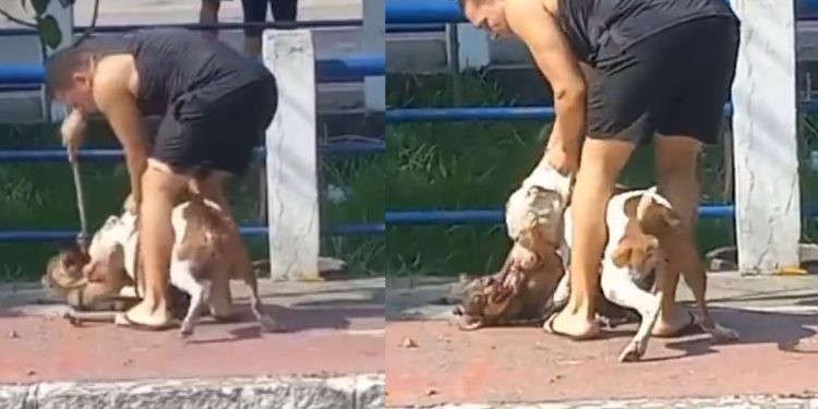Dono de pitbull é xingado após animal cravar os dentes no pescoço de cãozinho: “filho da p*”