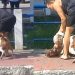Dono de pitbull é xingado após animal cravar os dentes no pescoço de cãozinho: “filho da p*”