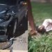 Dupla é arremessada em acidente entre moto e carro na rodovia Manoel Urbano