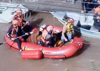 Vídeo: Após mais de 24h ilhado em telhado no RS, cavalo ‘Caramelo’ é resgatado e será levado a haras