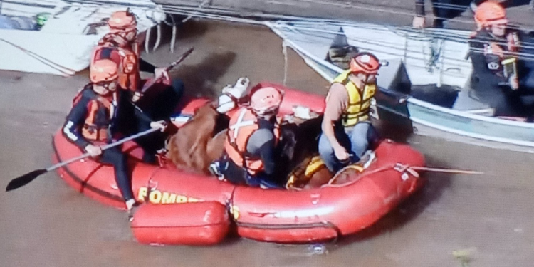 Vídeo: Após mais de 24h ilhado em telhado no RS, cavalo ‘Caramelo’ é resgatado e será levado a haras