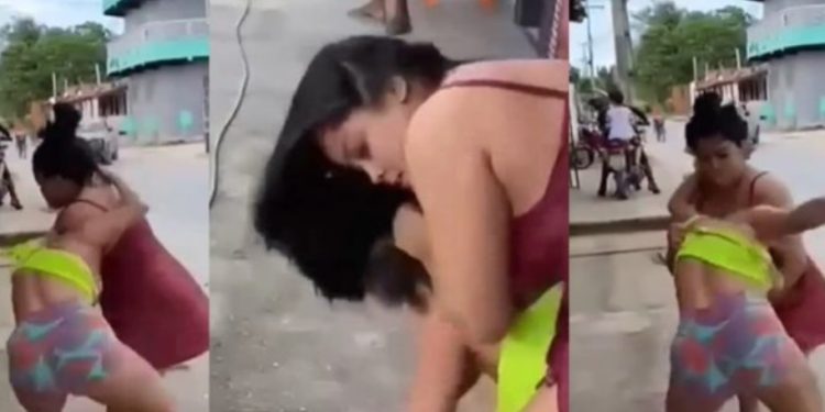 Vídeo: blindadas trocam carinho na ZL para ver quem é a dona do alecrim