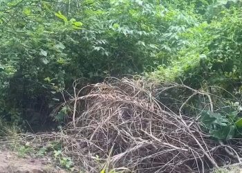 Cena forte: Corpo já em decomposição e cheio de moscas é encontrado na Zona Leste de Manaus