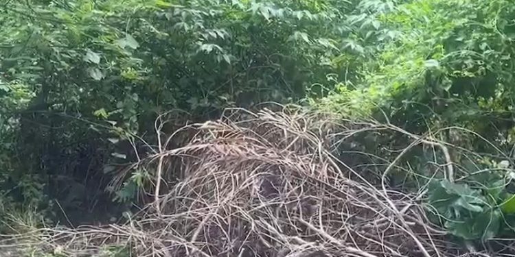 Cena forte: Corpo já em decomposição e cheio de moscas é encontrado na Zona Leste de Manaus