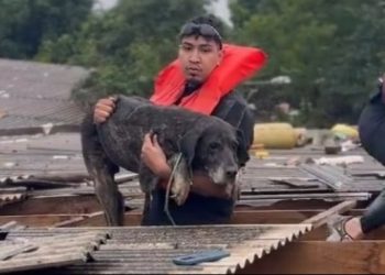 Vídeos: cãozinho que ficou sete dias no telhado é salvo por amazonenses no RS