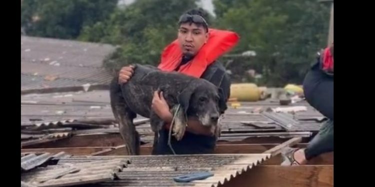 Vídeos: cãozinho que ficou sete dias no telhado é salvo por amazonenses no RS