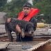 Vídeos: cãozinho que ficou sete dias no telhado é salvo por amazonenses no RS