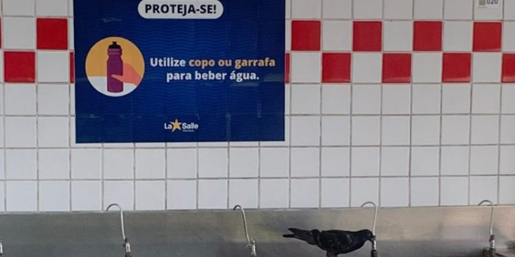 Vídeo: pombo bebe água no mesmo bebedouro dos alunos do La Salle em Manaus