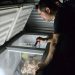 Polícia Civil do Amazonas apreende cerca de 100 kg de carne de jacaré