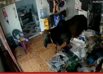 Vídeo mostra vaca ‘fugitiva’ de abatedouro invadindo ateliê no interior do Amazonas; veja