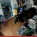 Vídeo mostra vaca ‘fugitiva’ de abatedouro invadindo ateliê no interior do Amazonas; veja