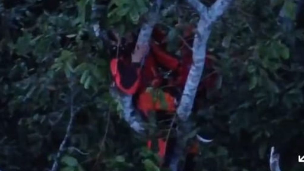 Vídeo: paraquedista fica preso em árvore em Manaus e passa duas horas para ser resgatado