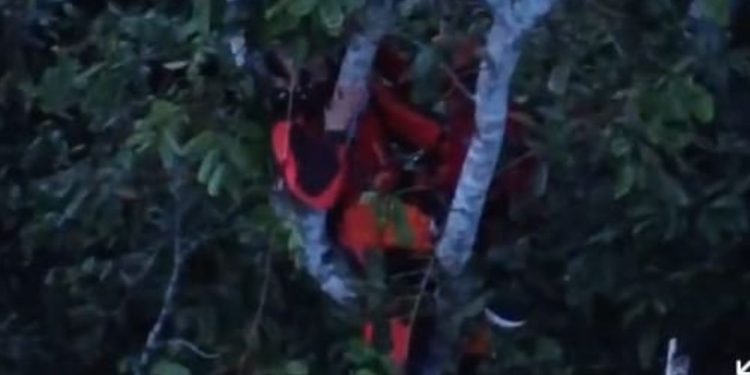 Vídeo: paraquedista fica preso em árvore em Manaus e passa duas horas para ser resgatado