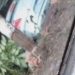 Motorista joga o carro em cercado de arame e evita acidente fatal: "vinha na minha frente"; VEJA