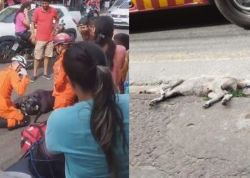 Motoqueiro sofre acidente após atropelar cachorro em Manaus; veja