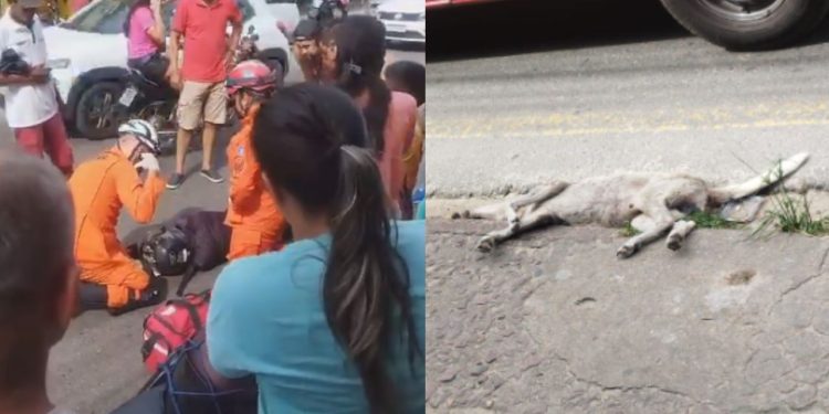 Motoqueiro sofre acidente após atropelar cachorro em Manaus; veja