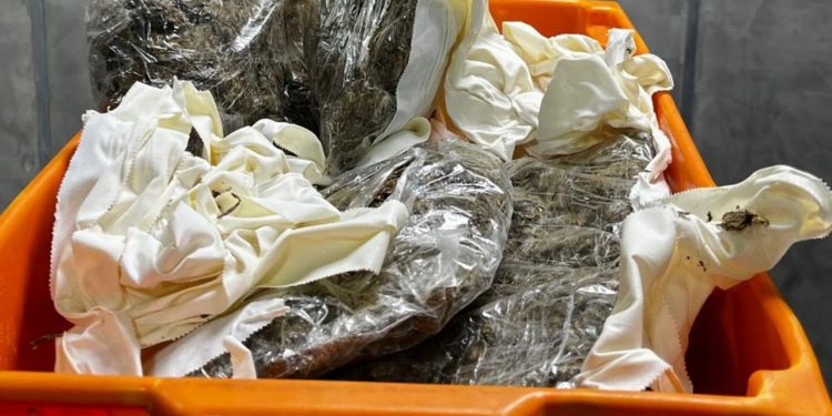 Mulher coloca 1kg de maconha envolta do corpo e acaba presa tentando viajar em Manaus