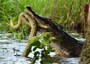 Vídeo: ‘Não consegui ver o desfecho’, diz guia ao flagrar briga de 2h entre jacaré e sucuri