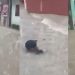 Vídeo: beco alaga em Manaus e água podre arrasta morador