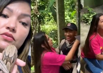 Joana Darc é acusada de usar cobras de Djidja para repetir fama que fez com capivara Filó